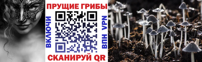 где купить наркоту  Бутурлиновка  ссылка на мегу ссылки  Галлюциногенные грибы Psilocybine cubensis 